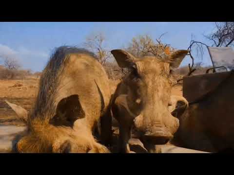 Borneo Rainforest & Wild_Amazing Tropical Rainforest In Asia _Malaysia 4K UHD.