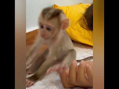 Donut’s Silent Solo While Everyone Sleeps#family #funny #monkey 