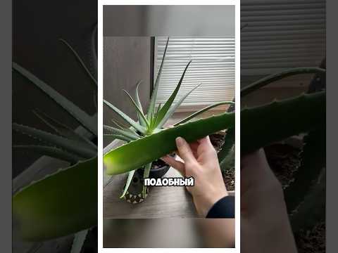 Как получают гель из Алоэ вера