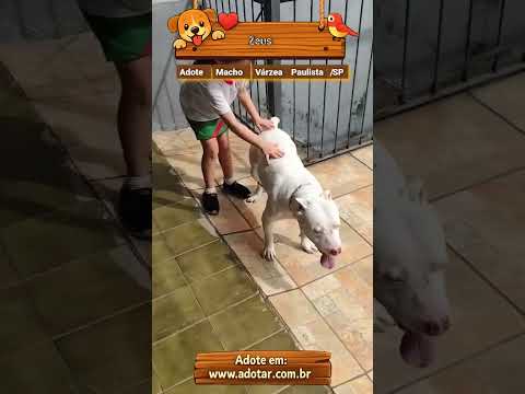 Vídeo de Zeus