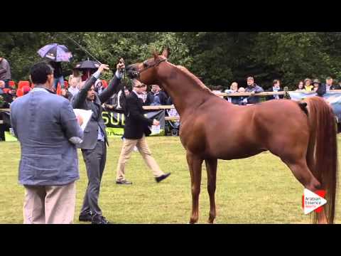 N.182 ZA IMAGO - Bruges 2015 International - Stallions 4-6 years old (Class 108B)