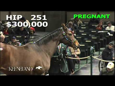 2014 January Sale, Hip 251 -- Louvakhova ($425,000)