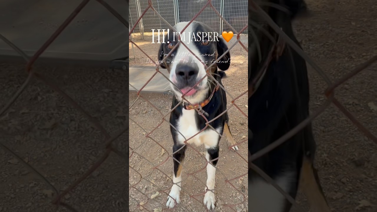 Enlarge Jasper, a Adoptable mixed breed in Marble Falls, TX video 4/4
