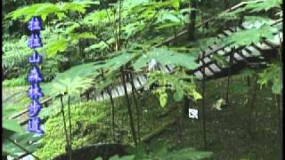 走在台灣的脊樑上─豐腴美麗的地方 拉拉山森林步道