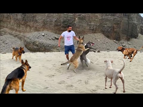 Paseos caninos que se salieron de control 😬