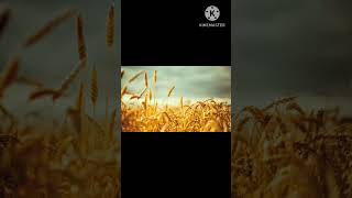 #Bringing in the sheaves lyrics