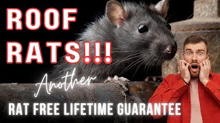 RATS in LOFT? - RATS in ATTIC? How rats get in your home!!!