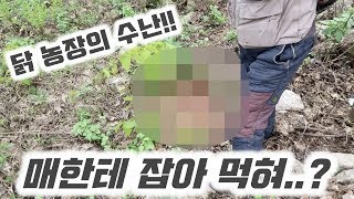 매한테 잡아 먹혀.. 토종닭 농장의 수난!! - 버라이어티파머 X 농림축산식품부