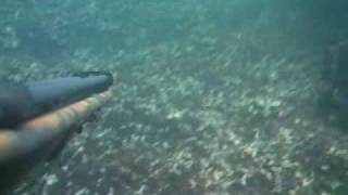 preview picture of video 'caça submarina facho sao martinho do porto'