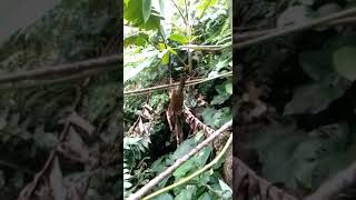 Download lagu mikat burung sitrun dan burcil mp3