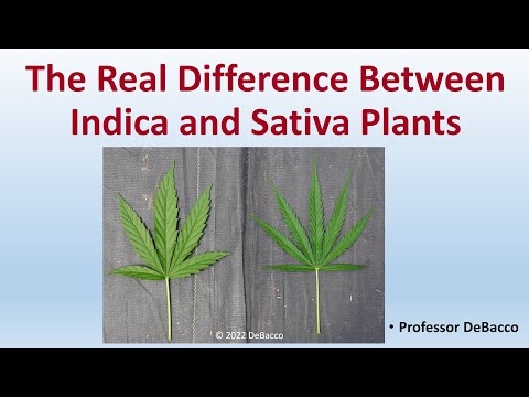 The Real Difference Between Indica and Sativa Plants