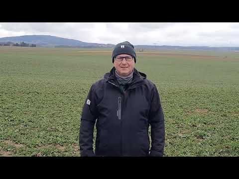 KWS Rapsstorys 2021 - Rapsanbau absichern