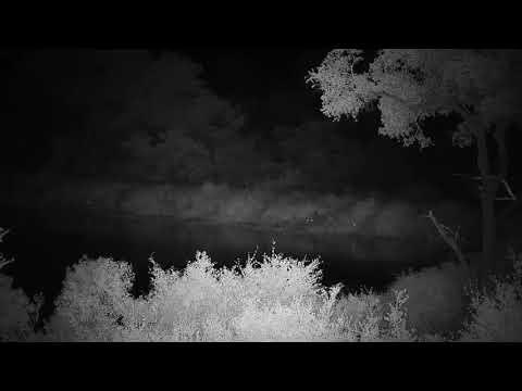 Djuma: Egyptian Geese still fussing - 20:18 - 01/11/21