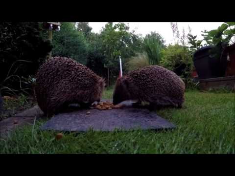 Pindsvin spiser sammen - sådan da :-)