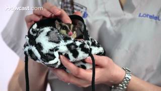 Dealing w/ Smelly & Messy Sugar Gliders | Sugar Gliders