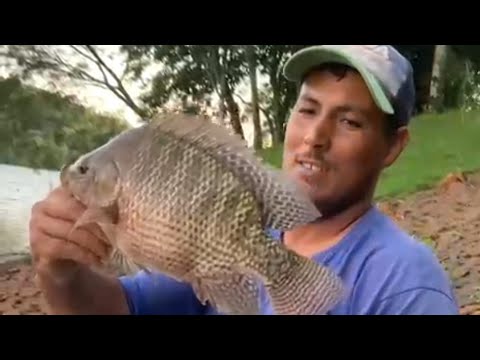 Boa vista da Aparecida PR, a ceva tá bom @pescaeforjacomsilvano7910 #pesca #pescaria 