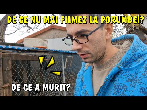 Country Life - I found a dead turtledove - Why don't I film pigeons anymore?