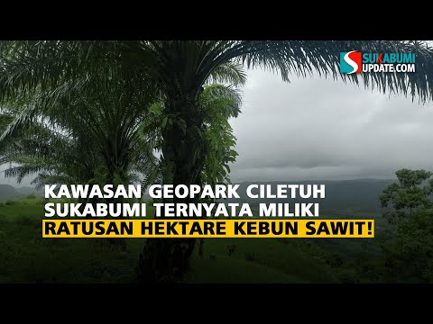 Kawasan Geopark Ciletuh Sukabumi Ternyata Miliki Ratusan Hektare Kebun Sawit!