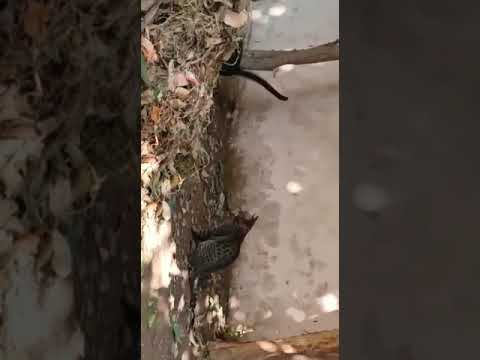 #Funny cats # wait for end#mouse#cat world