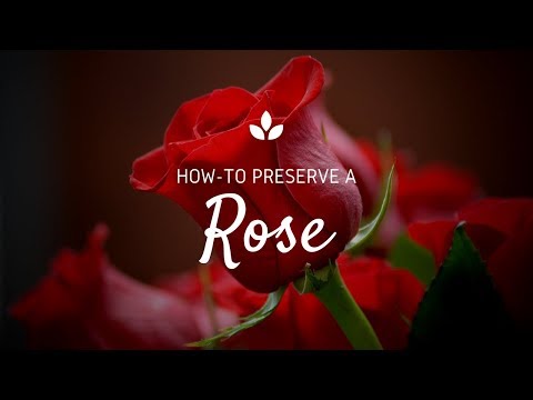 image-What to put on roses to preserve them?