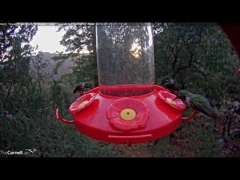 Adult and Juvenile Male Rivoli's Hummingbirds Share The Feeder – July 11, 2018