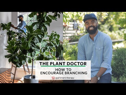 How To Encourage Branching | The Plant Doctor Video