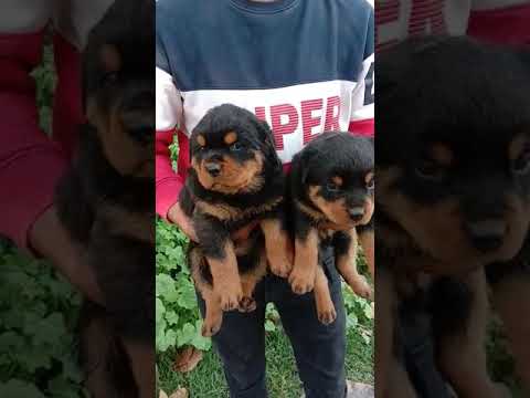 Best Rottweiler puppies in Jaipur 8503018584 7891168827