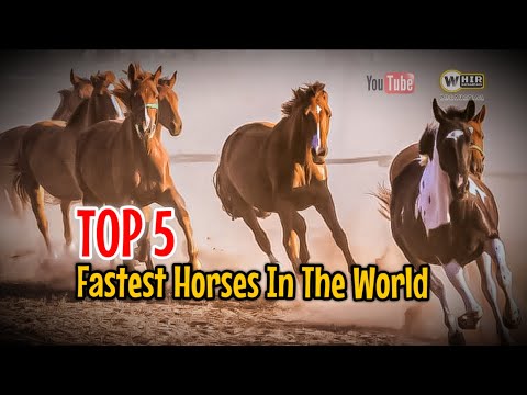 , title : 'Top 5 Fastest Horses In The World (Whir Latandrank) HORSE BREEDS'