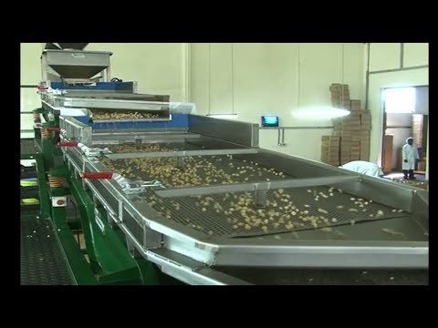 download lagu mp3 mp4 Macadamia Nut Factory, download lagu Macadamia Nut Factory gratis, unduh video klip Macadamia Nut Factory