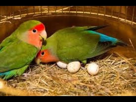 Tiniest parrot you will ever see| Can we give him the best human award?