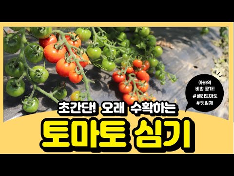 , title : '토마토 심기 오래 수확 할 수 있는 방법!'