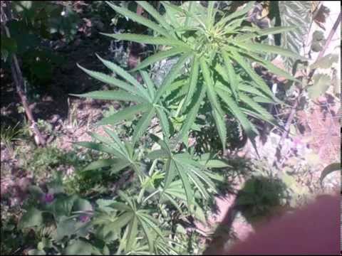 Mc Romi - Nuk Ka Me Kallo (VidioAlbania2015)