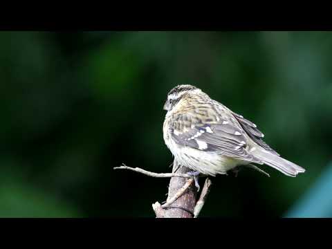 Rose-breasted Grosbeak