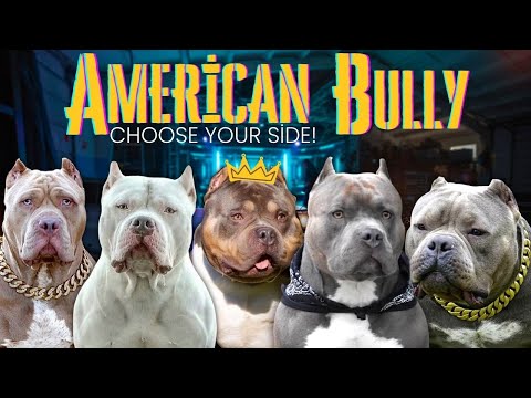 American Bully Sizes - 5 different American Bully, which one suits you best?