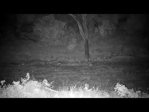 Djuma: Two Hyenas-first one drinks at the pan - 20:49 - 04/13/2022