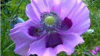 Coquelicot mauve violet, le Pavot somnifère.