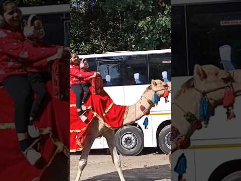 Camel Riding 🐪 | Jim Corbett #camel #ride #jimcorbett #viral #youtubeshorts