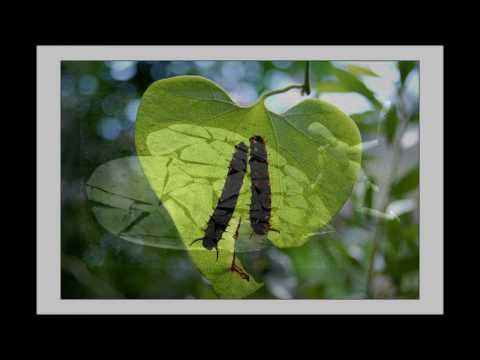 Rosie & the Goldbug - Heartbreak (Gareth Emery Dub)