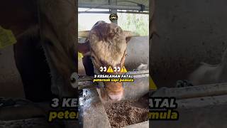 Download lagu It turns out these are 3 FATAL mistakes made by novice breeders 😭 No. 3 is a huge loss #cattle #l... mp3