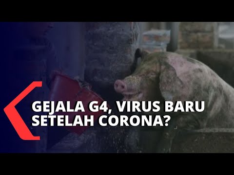 , title : 'Kenali Gejala Virus G4 yang Disebut Mirip Flu Babi'