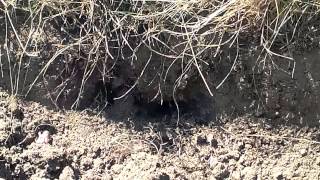 Field mice move their babies to a new nest