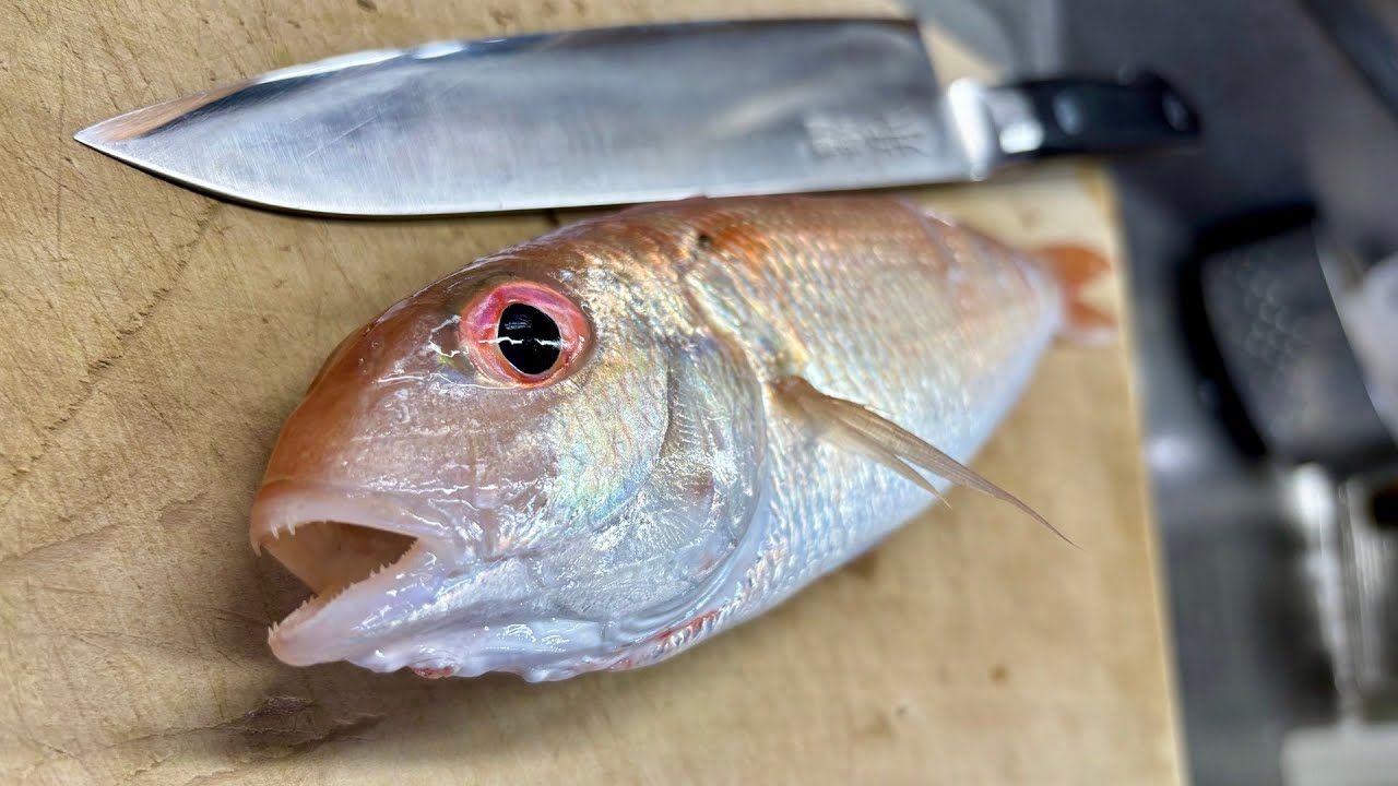正体不明の謎のピンク魚が釣れたので食ってみる。