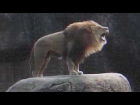 THE DUBATEERS FT CHAZBO - LION FLUTE + DUB 1 + 2 / GKCDUBS10012 / OUT TONIGHT 6PM UK TIME!