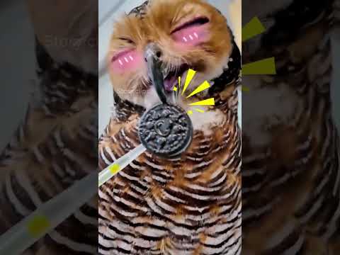 This owl got an lolipop