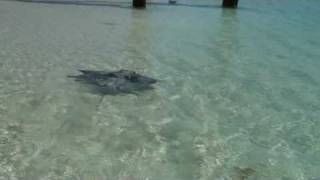 preview picture of video 'Hamelin Bay: Stingrays 1'