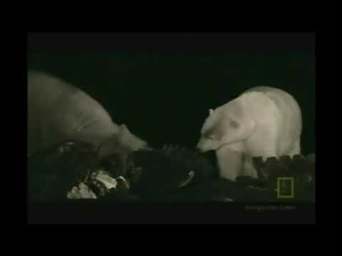 Polar Bear Vs Grizzly: All encounters.