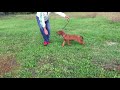 Rhodesian Ridgeback puppy for sale