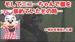 【ツイキャスライブ】可愛い猫と遊んでたらまさかの展開にwww