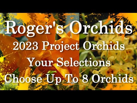 2023 Project Orchids - Choose Up to 8 Orchids