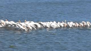 preview picture of video 'Synchronized Pelican Feeding at Bodega Bay, California June 2014'